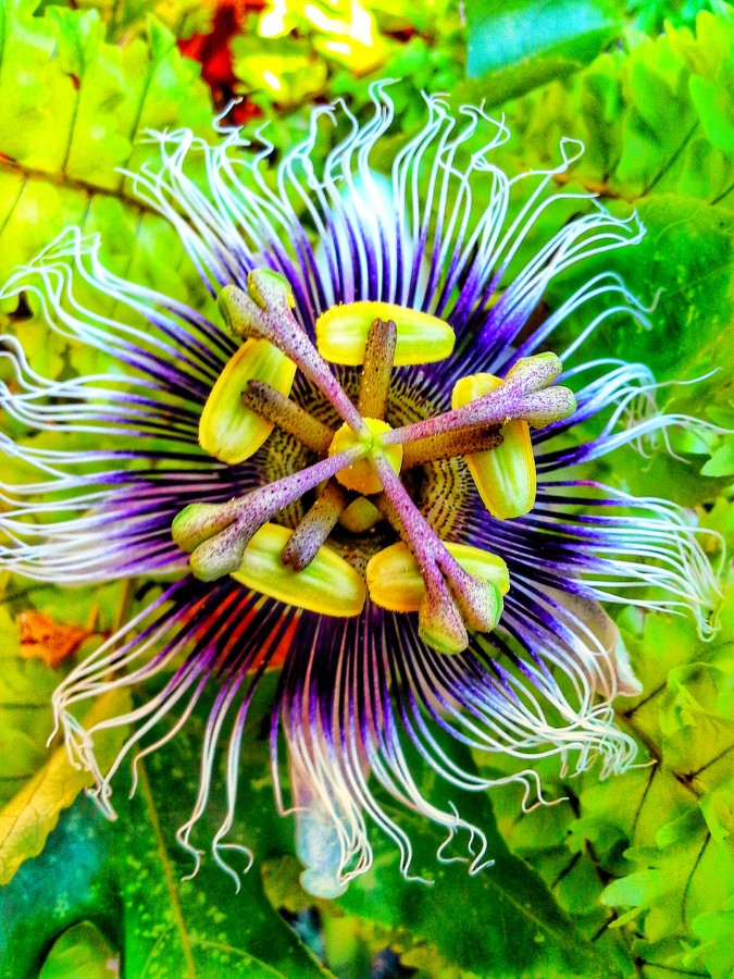 "Flor de mburucuy" de Ana Piris