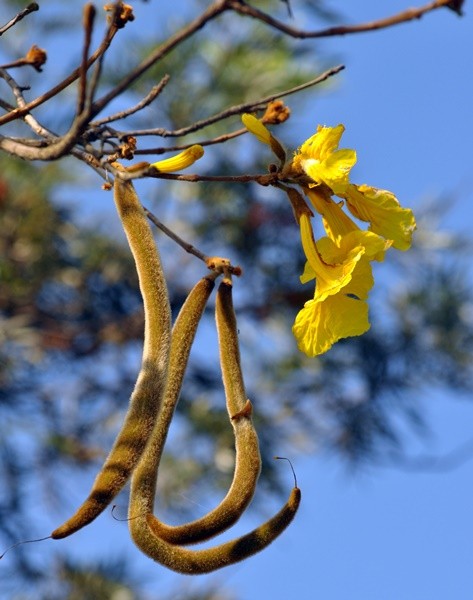 "Ultimas flores e sementes para o ano que vem......" de Decio Badari