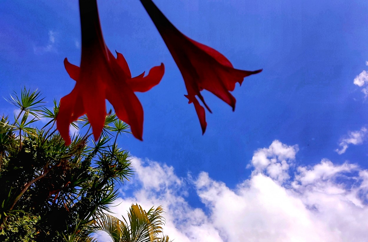 "Nubes florales" de Ana Piris