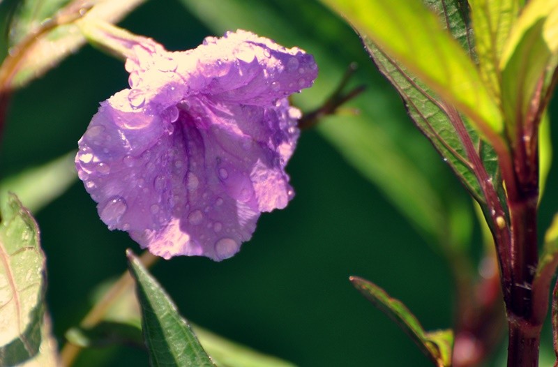 "Rulia-azul  Ruellia coerulea, tambm conhecida.." de Decio Badari