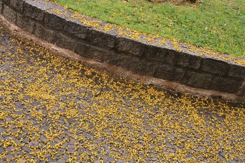 "As cores brasileiras, na chuva desta manh....." de Decio Badari