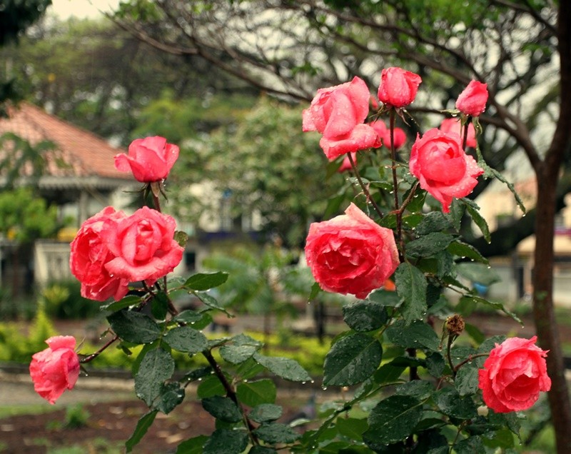 "` As rosas no falam ` Cano do ` Cartola `....." de Decio Badari