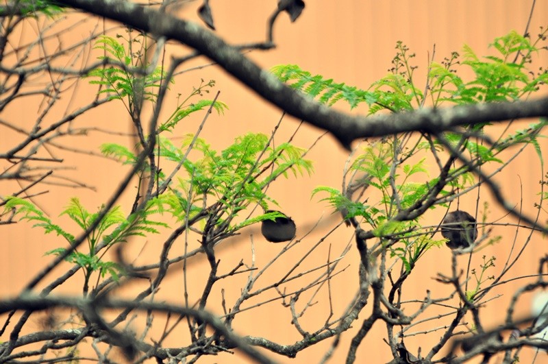 "As tenras folhas da Primavera, vida nova !........" de Decio Badari