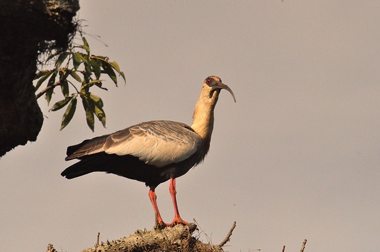 "Curicaca (Theristicus caudatus) ....fv. ler......" de Decio Badari