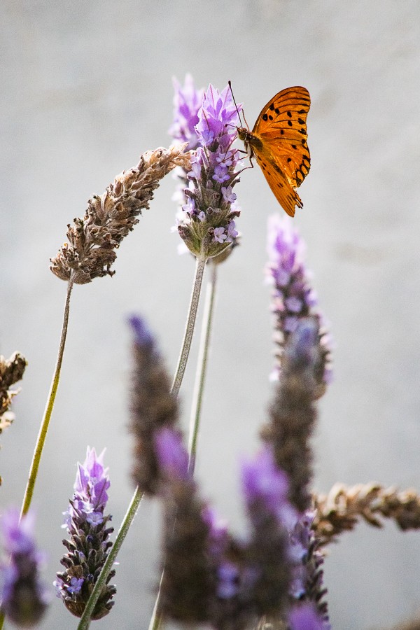 "Sembrando mariposas" de Su Garcia Hillcoat