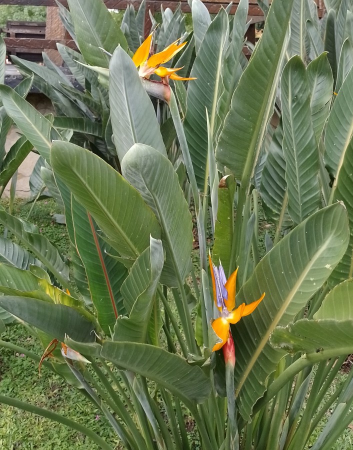 "flor del pajaro" de Amparo Josefina Maggi