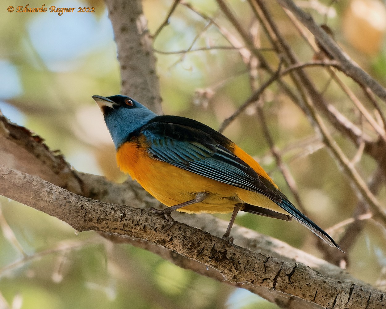 "Naranjero - Rauenia bonariensis" de Eduardo Regner