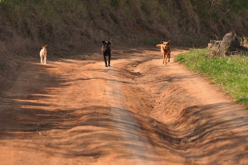 "Comeando a caminhada, primeiro olhar de hoje....." de Decio Badari