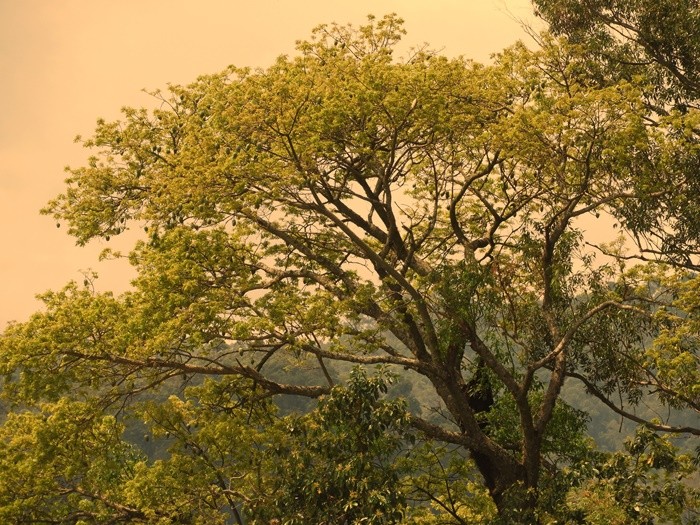 "Anuncio de primavera muy, muy lejano........" de Decio Badari