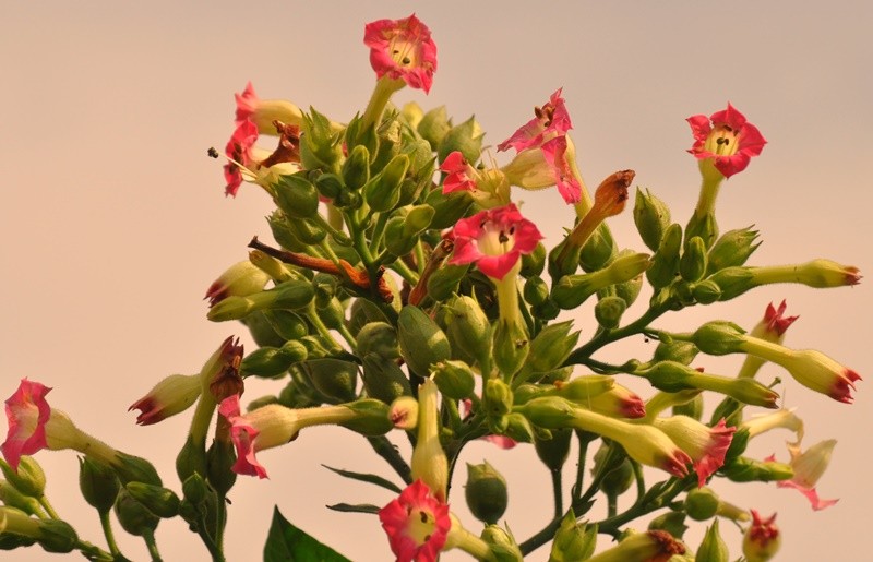 "As flores do ` Tabaco `, cores e formas....." de Decio Badari