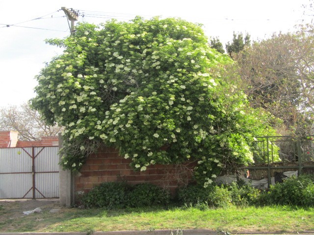 "Sauco (Sambucus nigra)" de Miguel Angel Palermo