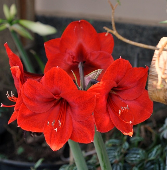 "`Un tro rojo `:Amarlis  Hippeastrum hybridum" de Decio Badari