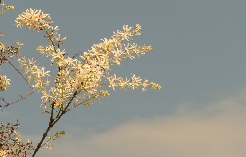 "Flor-de-so-miguel  Petrea volubilis........" de Decio Badari