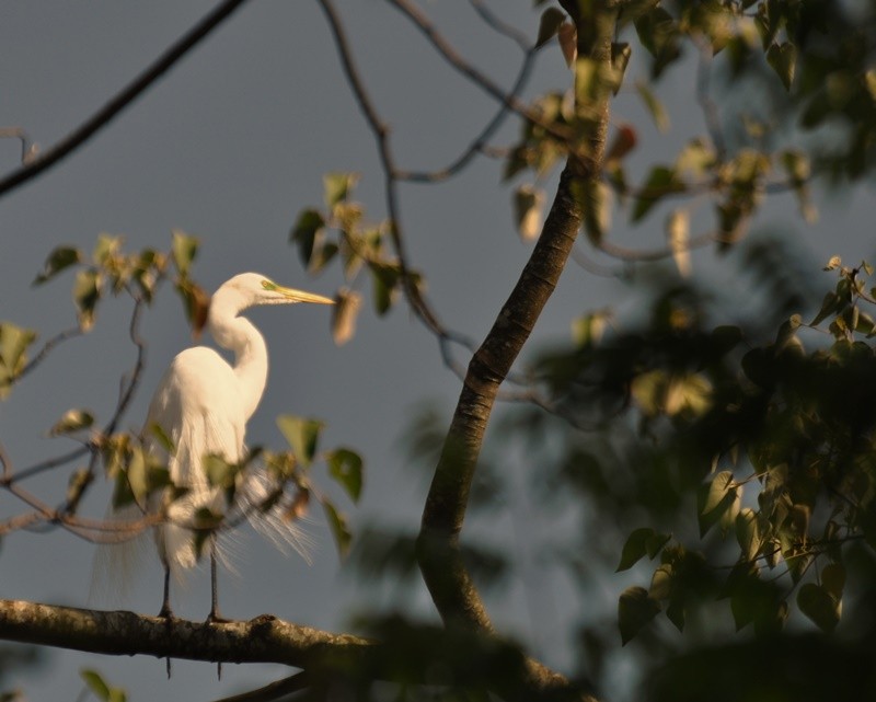 "Gara-branca-grande (Ardea alba)........Fv ler" de Decio Badari