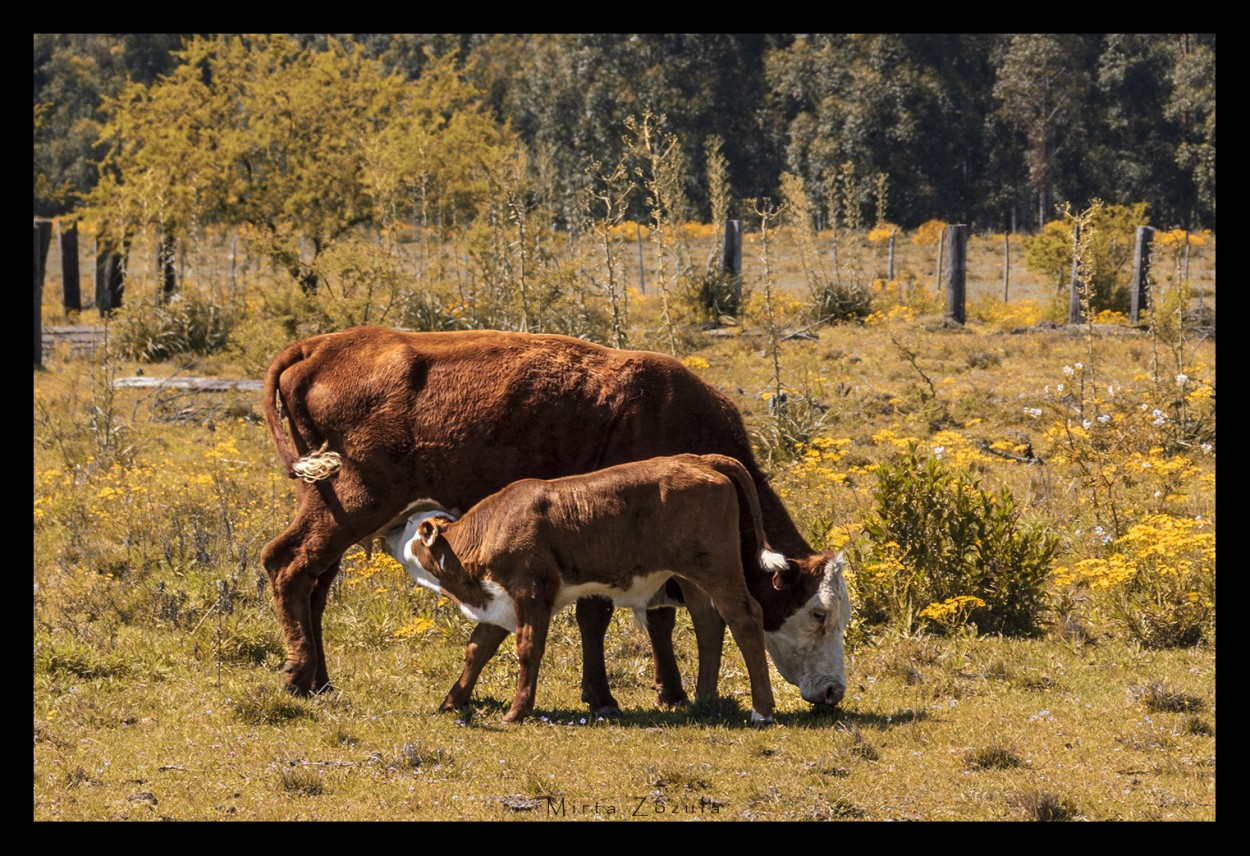 "Mama" de Mirta Zozula