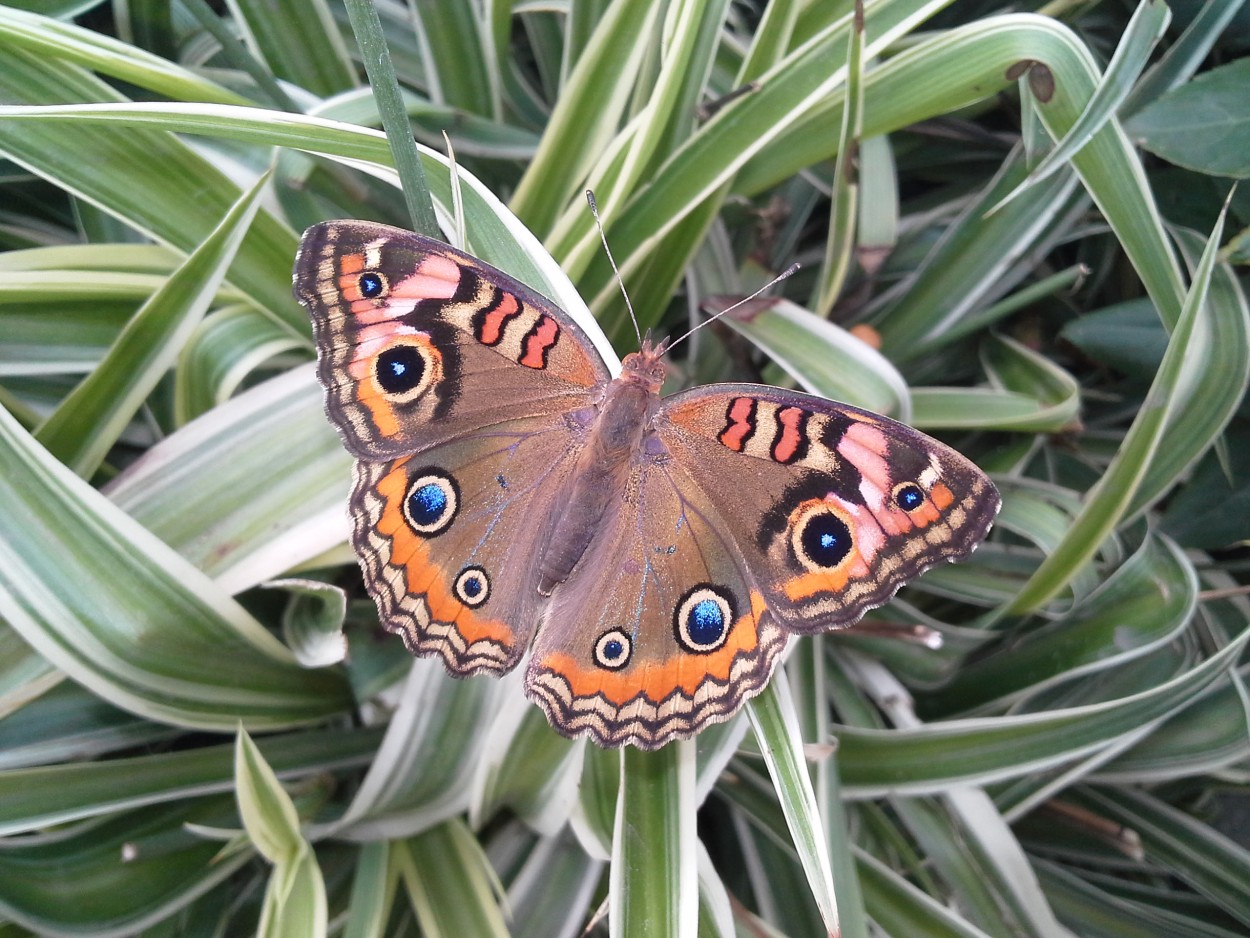 "Mariposas" de Ana Piris