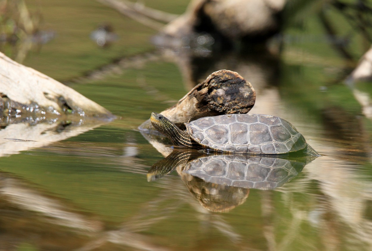 "Tortuga de cuello largo" de Alejandro Pianko