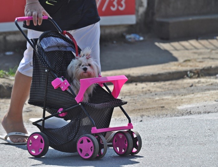 "O passeio matinal da ` Madame Fru fru `......" de Decio Badari