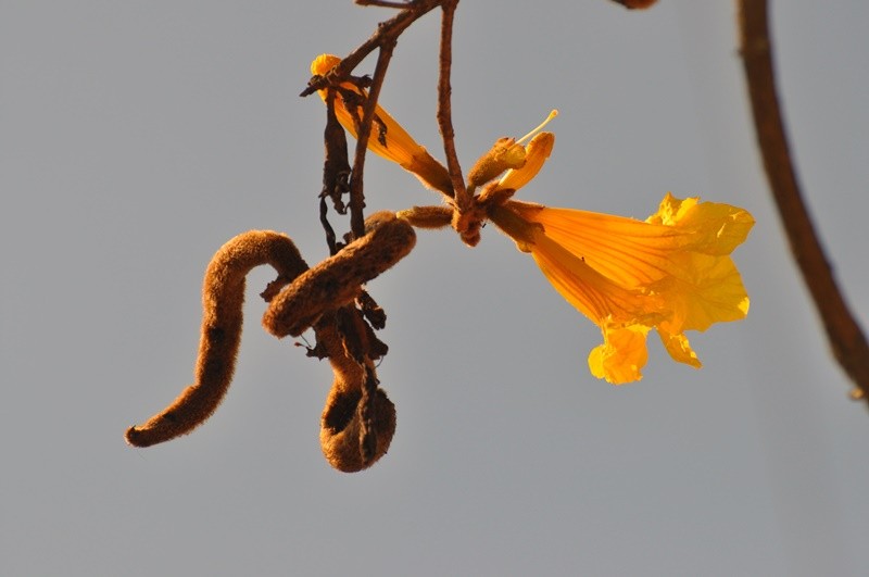 "Ultima flor, sementes para o prximo ano......." de Decio Badari