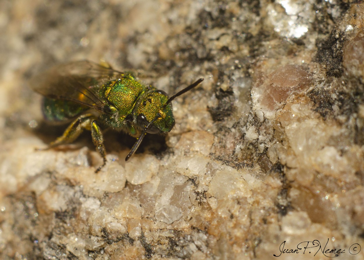 "Pequea avispita verde" de Juan P. Nemec