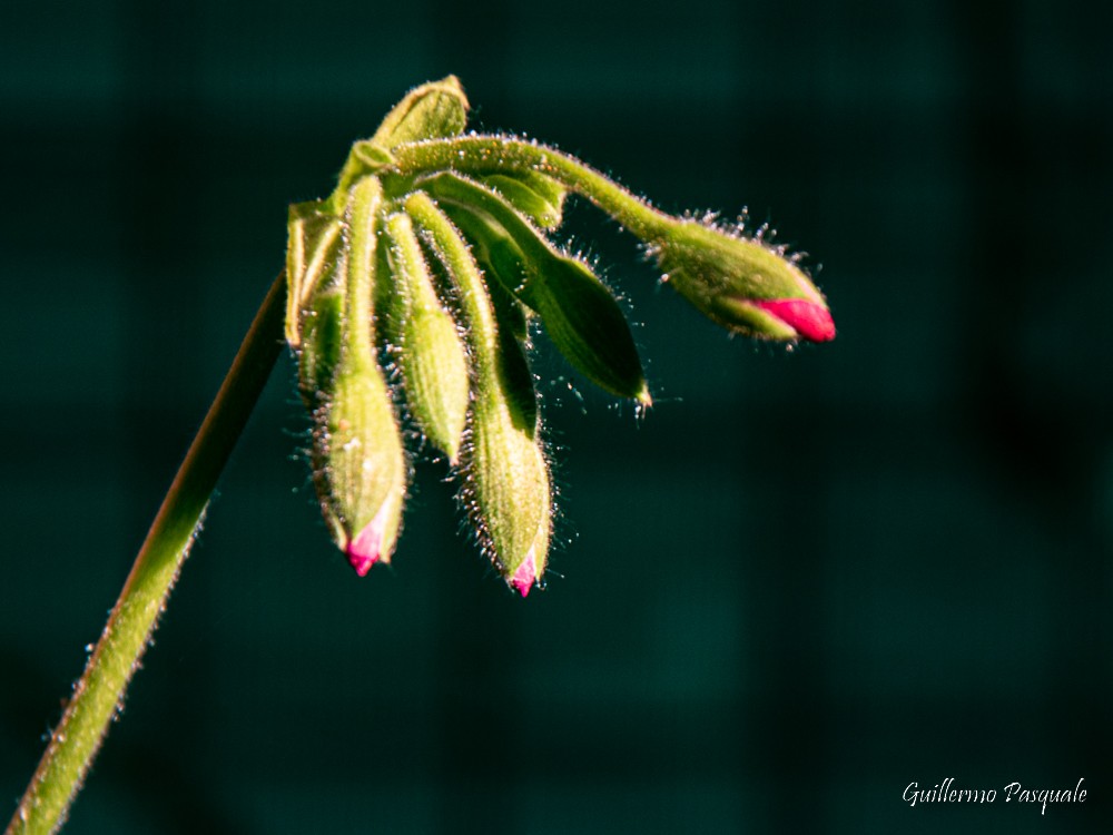 "Florecern" de Guillermo Daniel Pasquale