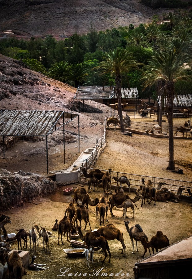 "Parque tematico" de Luisamaria Amador