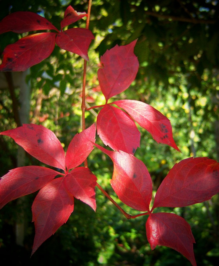 "acer palmatum" de Beatriz Di Marzio