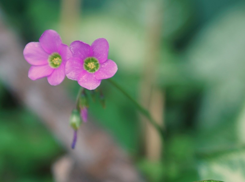 "Florescer, as pequenas flores do Trevo......." de Decio Badari