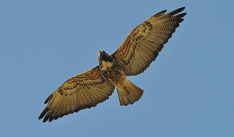 "O gavio-de-rabo-branco (Geranoaetus albicaudatus)" de Decio Badari