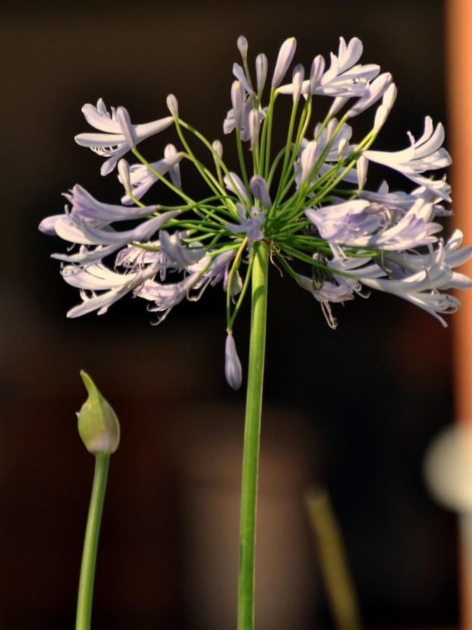 "Flor e ser...... ( Agapanto )...." de Decio Badari