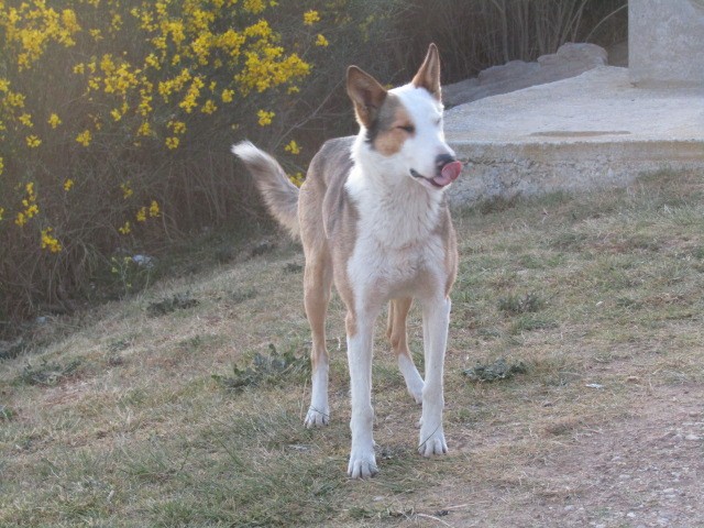 "Perro madrugador " de Miguel Angel Palermo