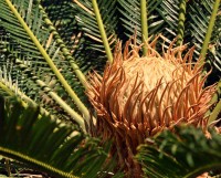 A ` iluminada ` Cica  Cycas revoluta.......