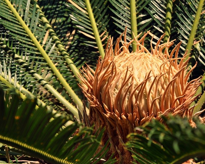 "A ` iluminada ` Cica  Cycas revoluta......." de Decio Badari