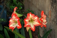 As quatros: Amarlis  Hippeastrum hybridum