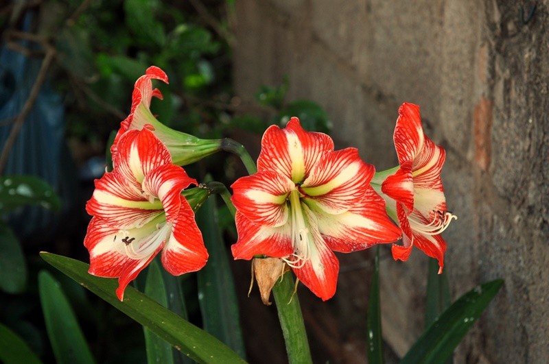 "As quatros: Amarlis  Hippeastrum hybridum" de Decio Badari