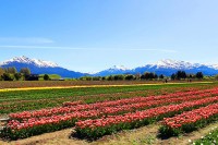 Campo de tulipanes - Trevelin