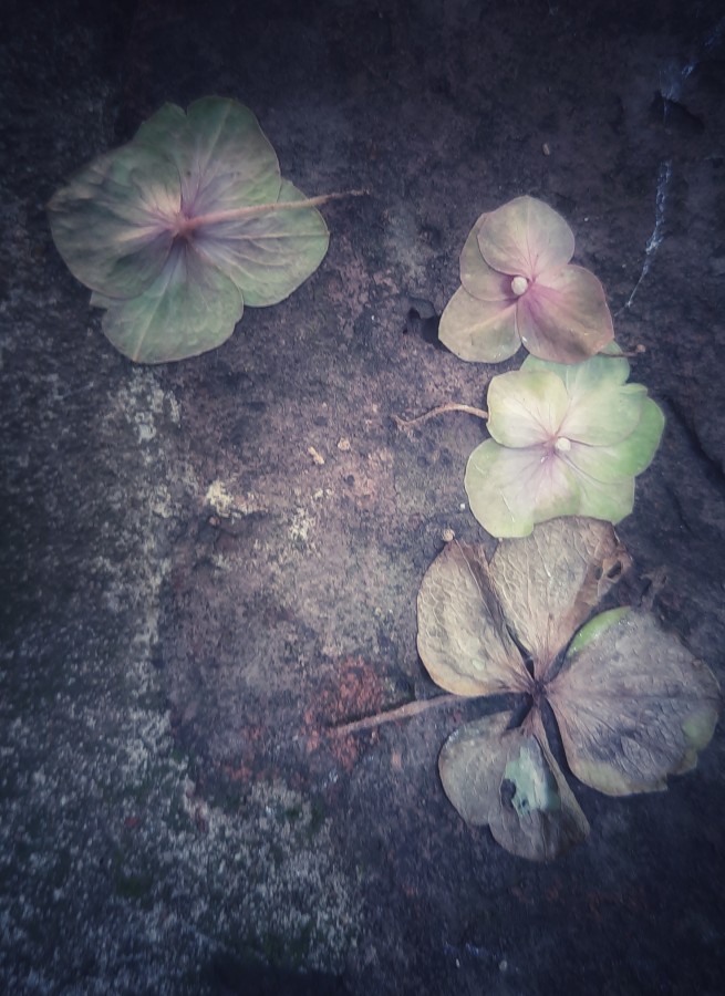 "Hortensias" de Ana Piris