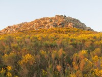 En amarillo