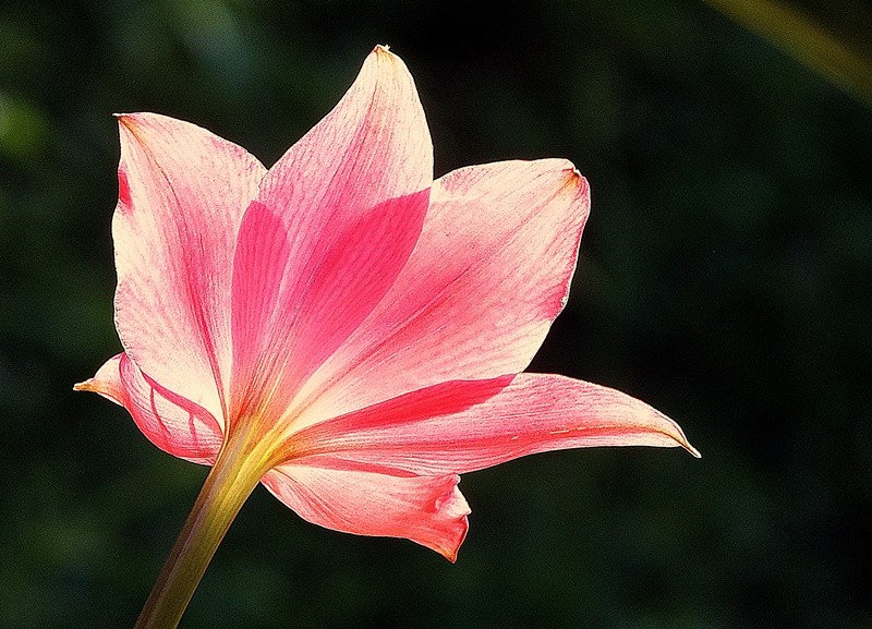 "No fundo de suas razes, todas as flores ...fv.ler" de Decio Badari