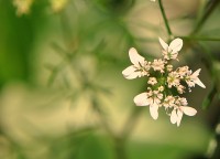 Um olhar na nano flor silvestre que parece.. leia.