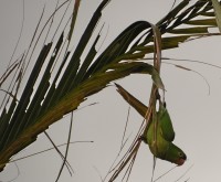 Se protegendo da forte chuva e ventos.....