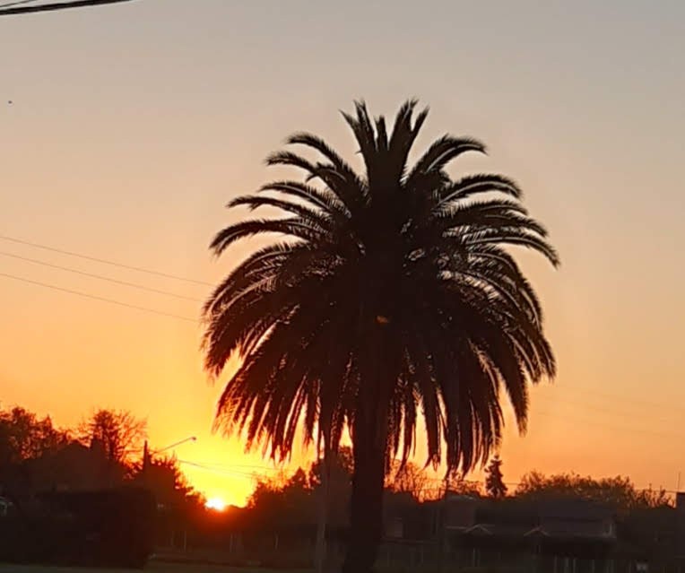 "La palmera" de Lidia Marence