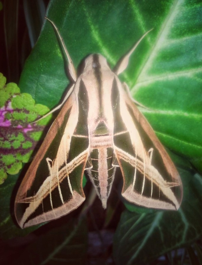 "Otra mariposa" de Ana Piris