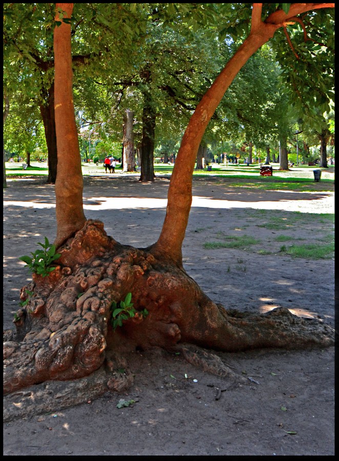 "Horqueta natural" de Jorge Vicente Molinari