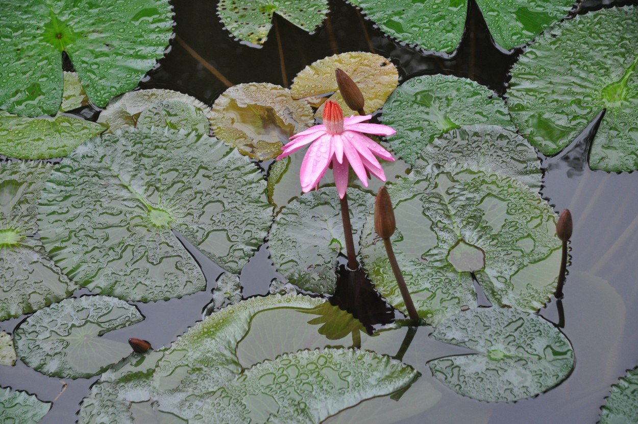 "La unica flor." de Daniel Oliveros