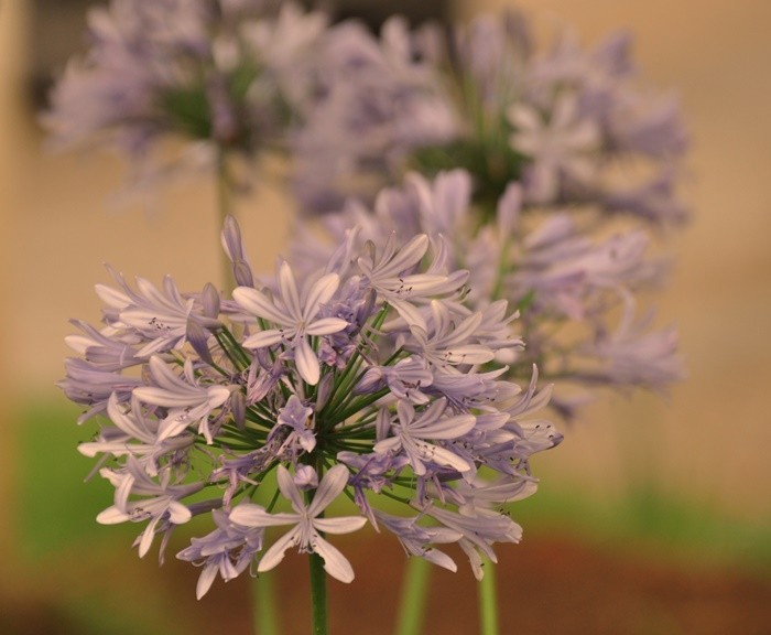 "Deixe sua alegria explodir, como flores na........" de Decio Badari