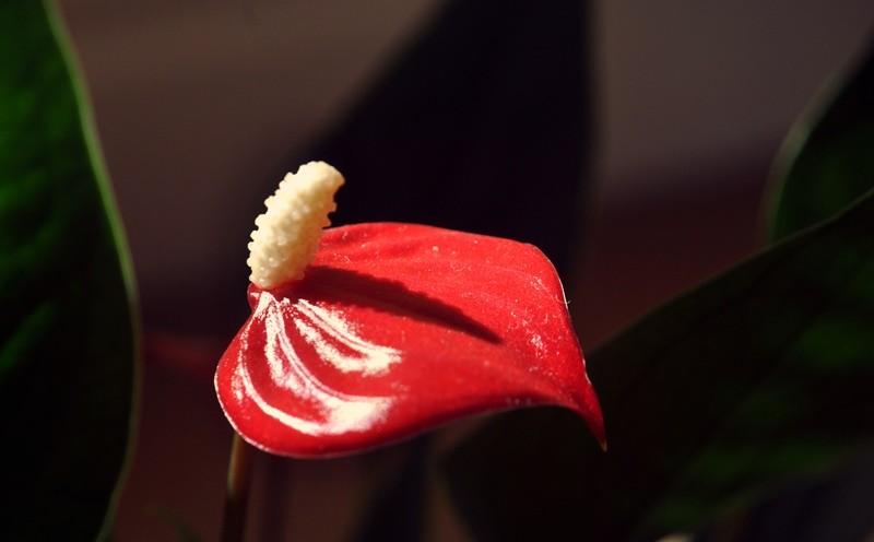 "Do tamanho de uma pequena moeda, mini hibisco....." de Decio Badari