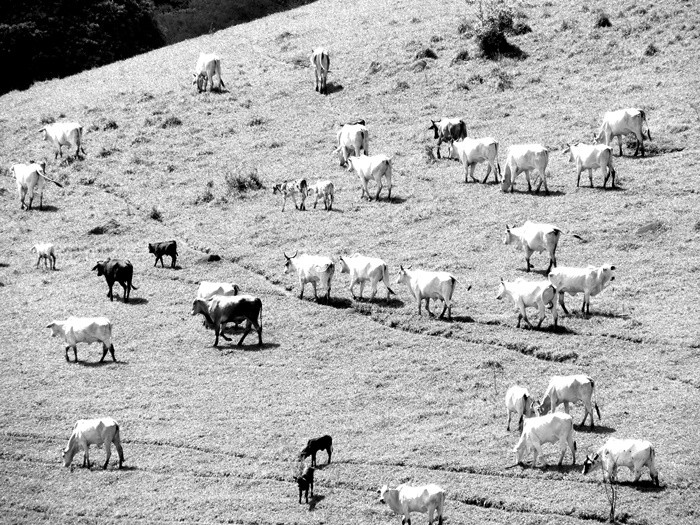 "`Una mirada demasiado lejana en blanco y negro `." de Decio Badari