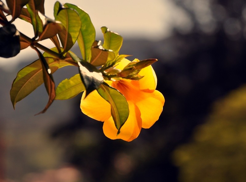 "Alamanda  Allamanda cathartica........." de Decio Badari