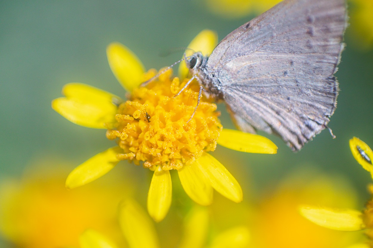 "Mariposita" de Su Garcia Hillcoat